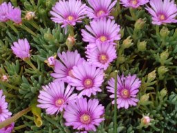 Lampranthus sociorum